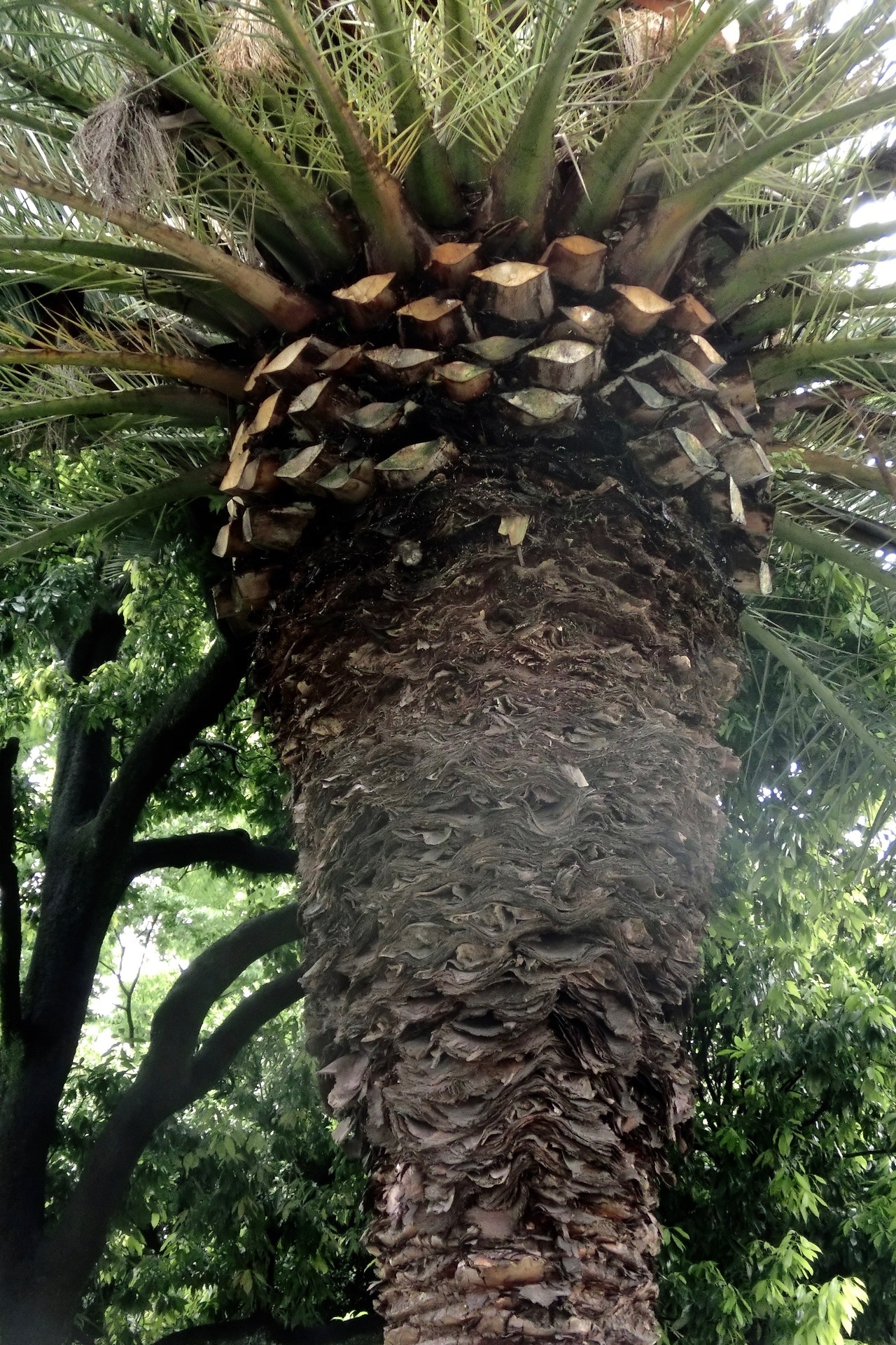 ネット通販で購入 カナリーヤシ Phoenix Canariensis - フラワー