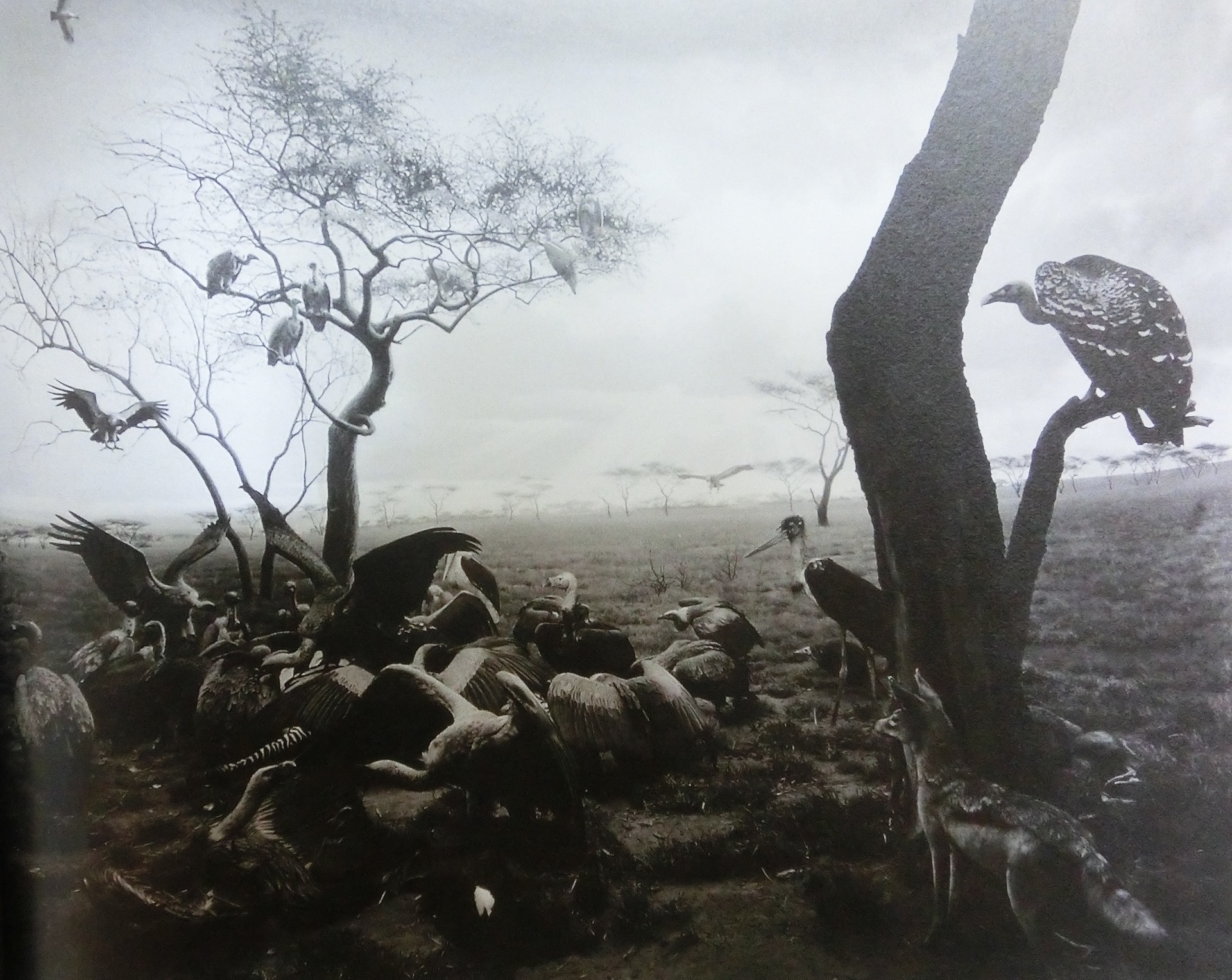 杉本博司 ポスター Hyena-Jackal-Vulture, 1976 - 版画
