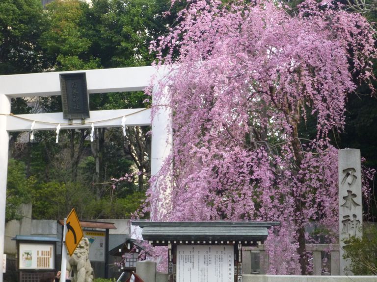 乃木神社の桜 Good Bad Ugly